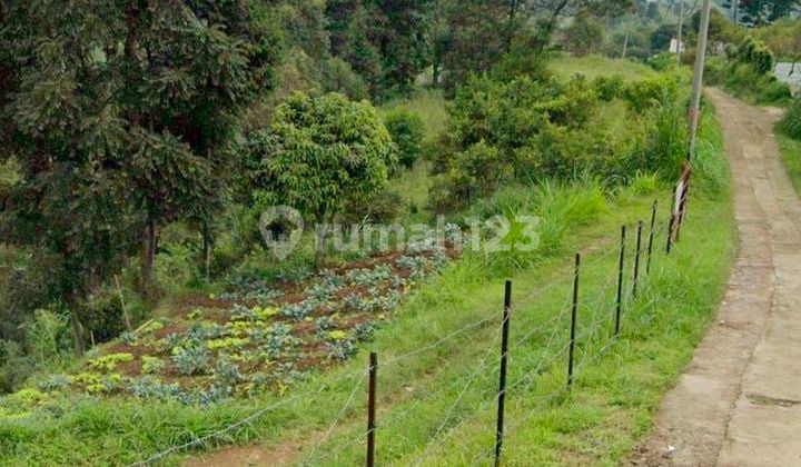 Jual Tanah Lembang Cikahuripan - View Cantik. Terasering. Sore Berkabut. Kalau Sewa 100jt - Sangat Murah