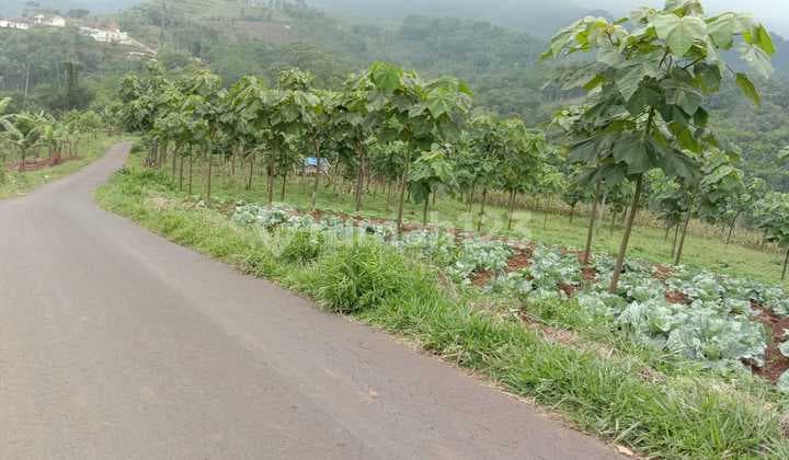 For Investor Hot Sale Jual Tanah 37 Ha Bonus Kayu Balsa Majalengka Sangat Murah