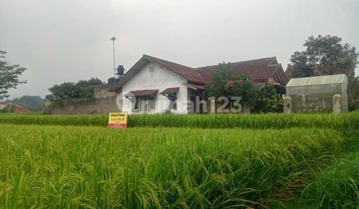 Productive Rice Field Land for Sale in Jatisari Area, Tanjungsari, Sumedang