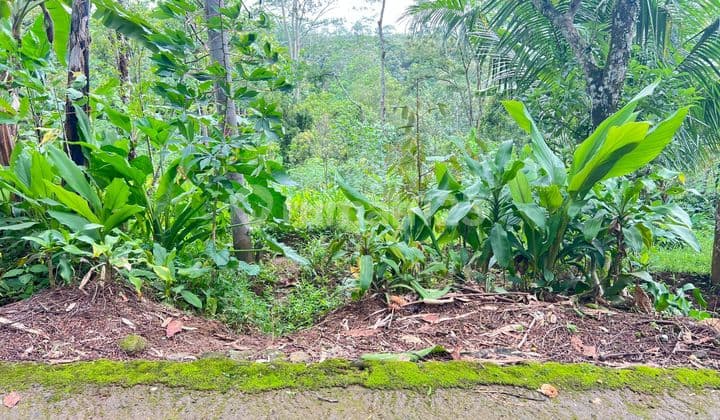 Tanah 2000M² Udara Dingin Ngargoyoso, Karanganyar