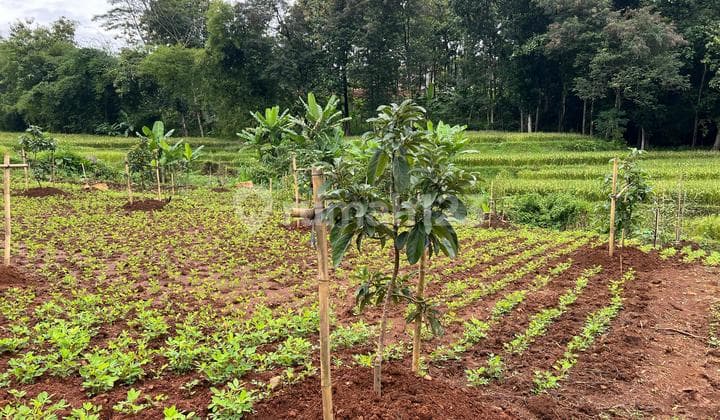 Tanah Subur Kebun Buah Utara Kantor Kecamatan Kerjo, Karanganyar