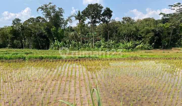 Sawah Subur 1500M2 Utara Pasar Mojogedang, Karanganyar