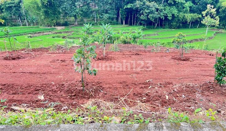 Kebun Buah 2627M² View Hamparan Sawah Karanganyar