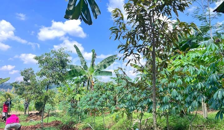 Durian Garden 1900M Fertile Mojogedang Karanganyar
