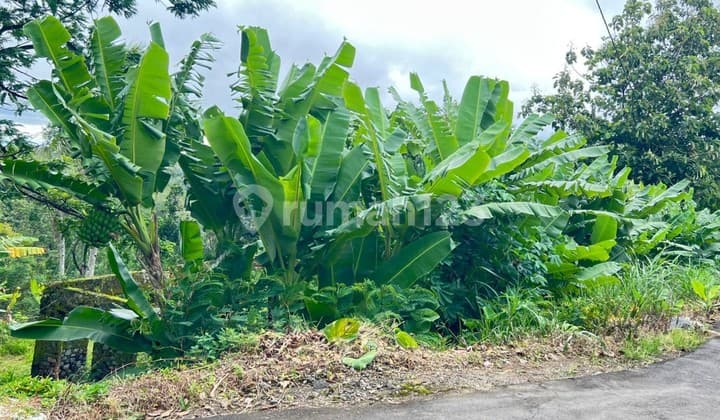 Tanah 2000M² Cocok untuk Kebun Buah Ngargoyoso