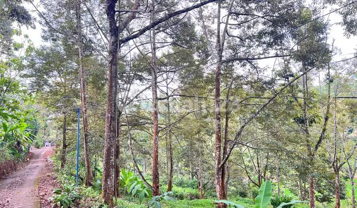 Tanah Kebun Durian 8594m² Siap Panen Karanganyar
