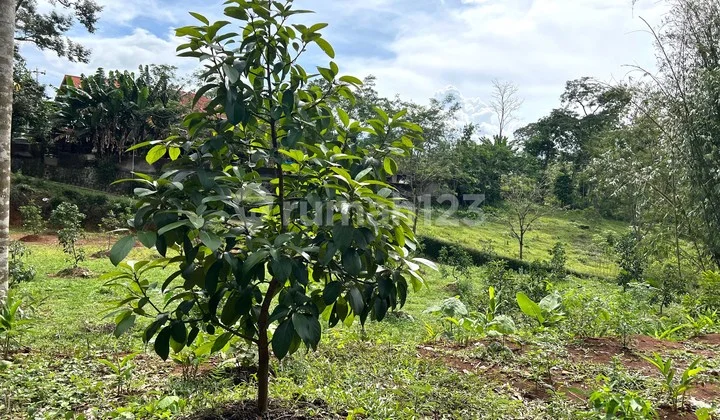 Kebun Alpukat 2100m² Udara Sejuk Karanganyar