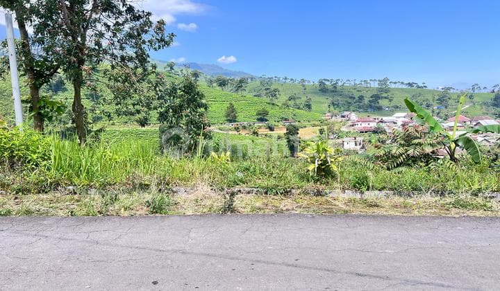 Tanah View Kebun Teh 130Jt Kemuning
