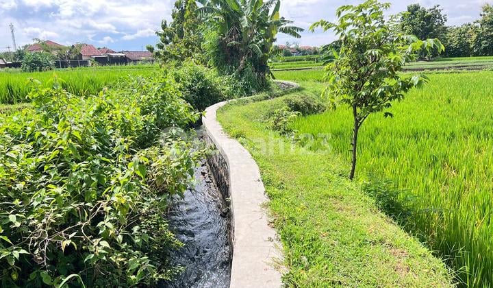Tanah Sawah Subur 2150M² Kedawung Sragen