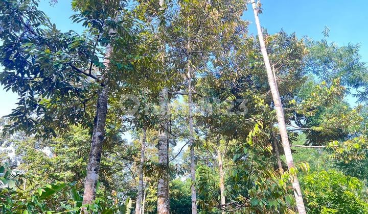 Durian Garden 300 Million North of Mojogedang Market, Karanganyar