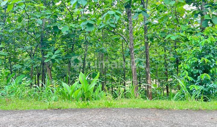 Tanah Datar Kebun Jati 1517m² Karanganyar
