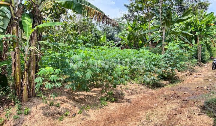 Flat Land 250 Million Near Mojogedang Market