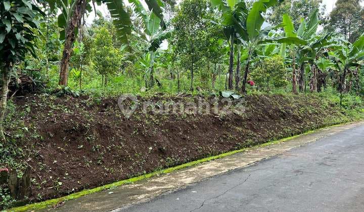 Tanah 250 Juta Bonus Pohon Durian Karanganyar