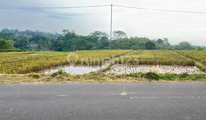 Super Strategic Rice Field on the Side of Mojogedang Main Road