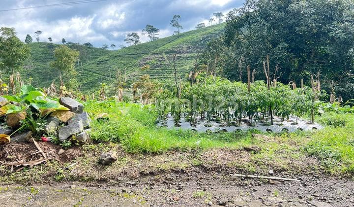 Land 350Million View Overlooking Kemuning Tea Plantation