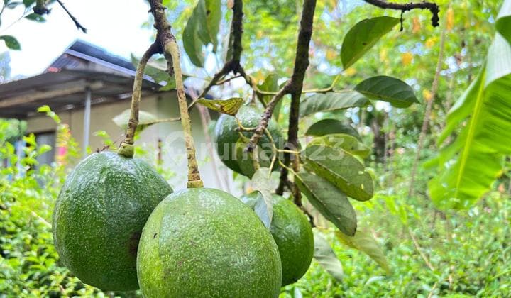Tanah Kebun Alpukat Siap Panen 800M² Kerjo Karanganyar