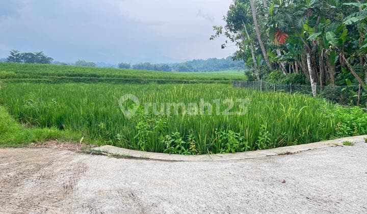 Flat Land 150 Million View of Rice Fields Mojogedang