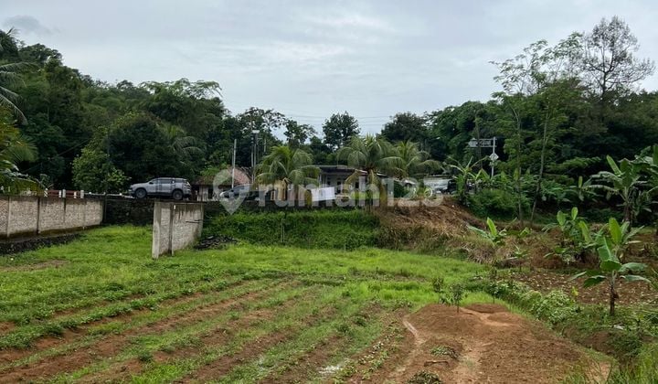 Kebun Duren Musang King