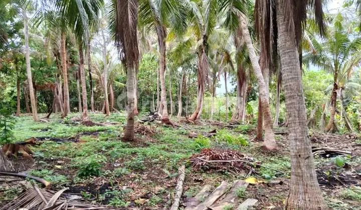 Dijual Tanah di Jl. Kemujan, Karimunjawa, Karimunjawa