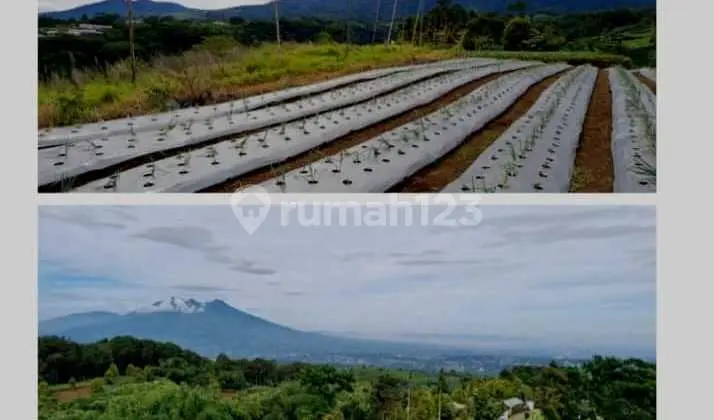 Dijual Tanah View Pegunungan – Bojong Murni, Ciawi, Bogor