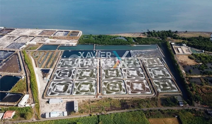 Tanah Tambak Udang Siap Produksi, Lokasi Strategis di Situbondo Tanah Tambak Udang Siap Produksi, Lokasi Strategis di Situbondo