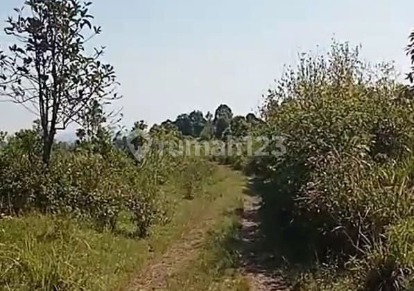 Dijual Lahan Hijau Luas 17 Ha di Sukorejo Kendal