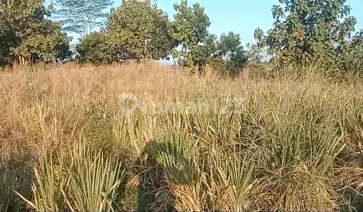 Tanah di Sidorejo, Mojokerto SHM 3.700 m² Tanah di Sidorejo, Mojokerto SHM 3.700 m²