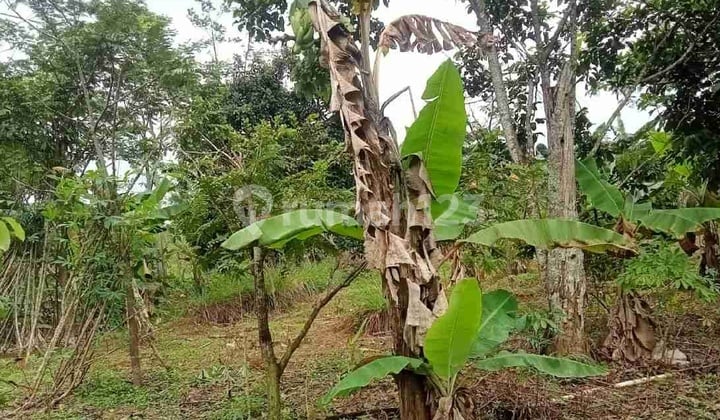 Tanah Luas 1542M di Jonggol Dekat Cianjur