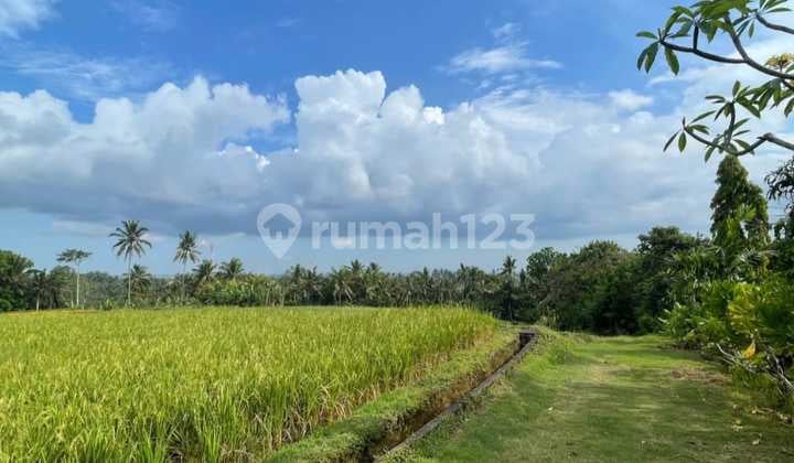 Land surrounding Tabanan Bali view of rice fields jungle near Kelating beach