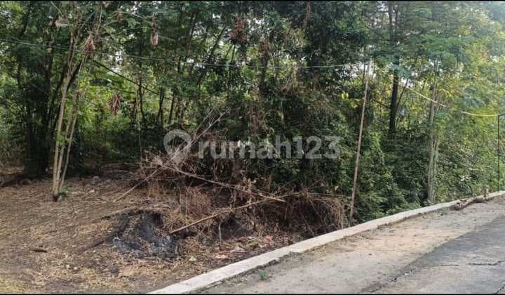 Tanah Pekarangan Luas di Masaran Sragen, Lahan Produktif
