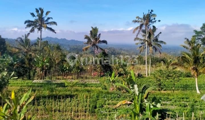 Tanah Murah Isi Bangunan View Bukit di Baturiti Tabanan # Petang