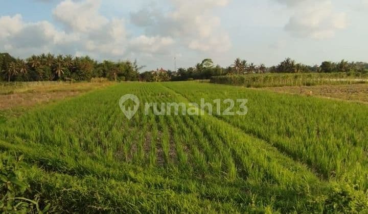 Tanah View Sawah Di Kedungu Belalang Tabanan Dekat Canggu Nyanyi