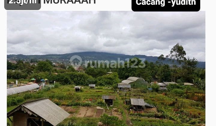 Kavling di mainroad sersan bajuri dijual murah