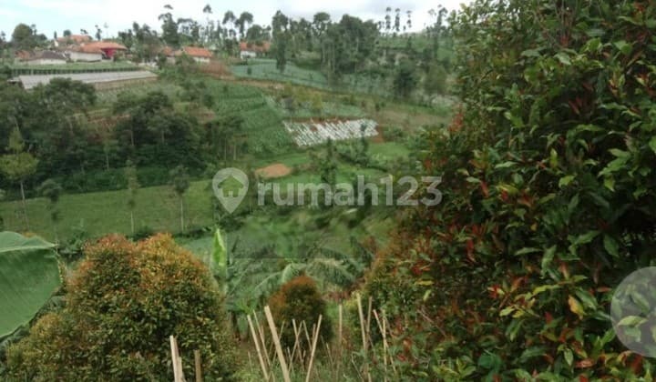 Cisarua Tanah Dekat Sekolah Polisi Mainroad Perkebunan Integritas