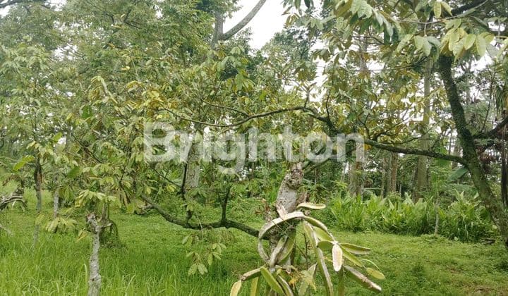LAHAN DURIAN LUAS 3432 METER MURAH 500RB/M SHM PASURUAN