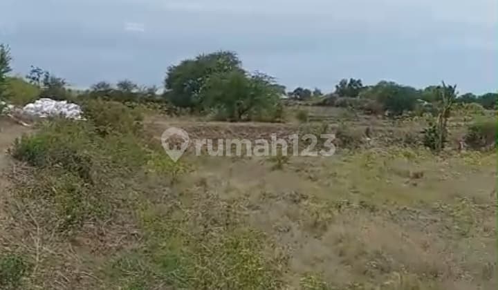 Lahan Raya Pantura Tuban 8 Hektar Murah 650rb/m