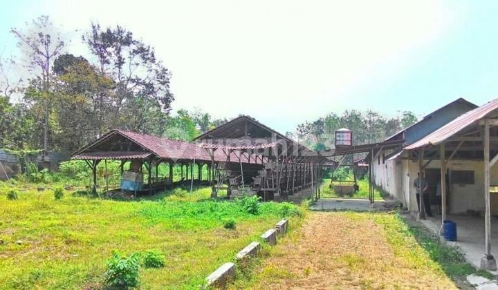 For Sale: Land in Mumbulsari, Jember, East Java