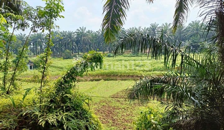 Tanah Perkebunan Di Parung Bogor