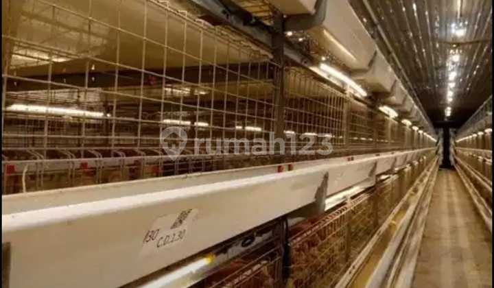 Dijual Peternakan Ayam Di Laren Lamongan Siap Dilanjutkan