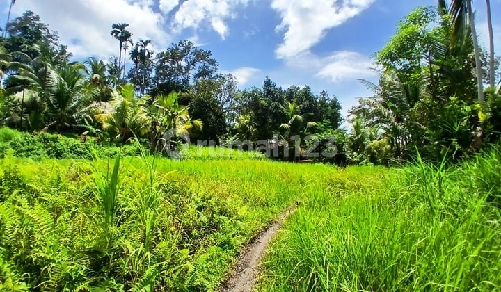 Land For Lease 60 Sqm In Payogan - Ubud