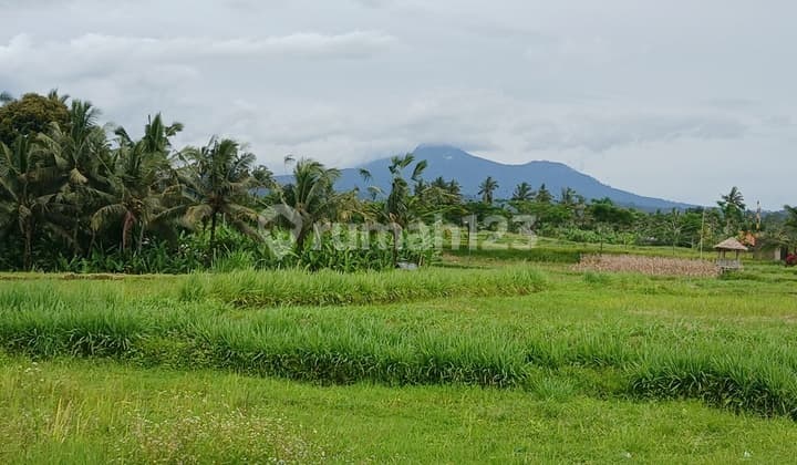 Tanah SHM Luas 1575 M2 di Buahan - Payangan - Gianyar - Bali