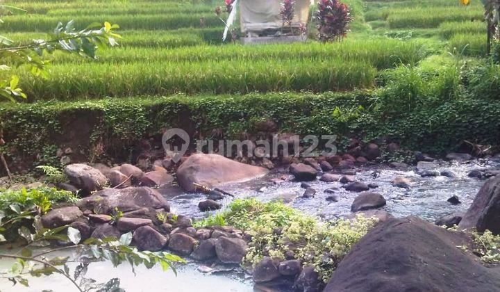 Tanah 210 Are View Sawah dan Sungai dengan Mata Air Panas