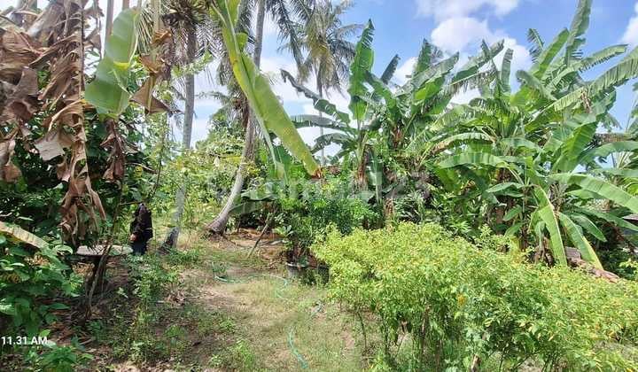 Tanah SHM 510 M2 Dekat ke Tanah Lot dan Pantai Kedungu - Bali