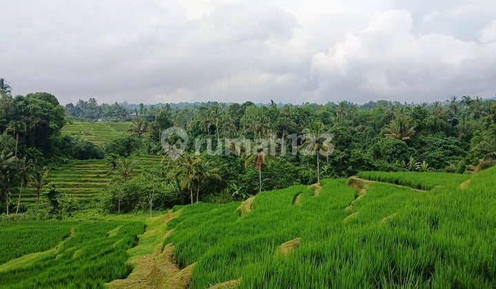 Dijual Tanah 6250 M2 di Mangesta, Penebel, Tabanan - Bali