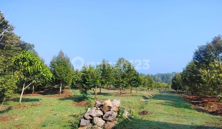 Tanah Plus Kebun Durian 22.000m2 Jumapolo Karanganyar