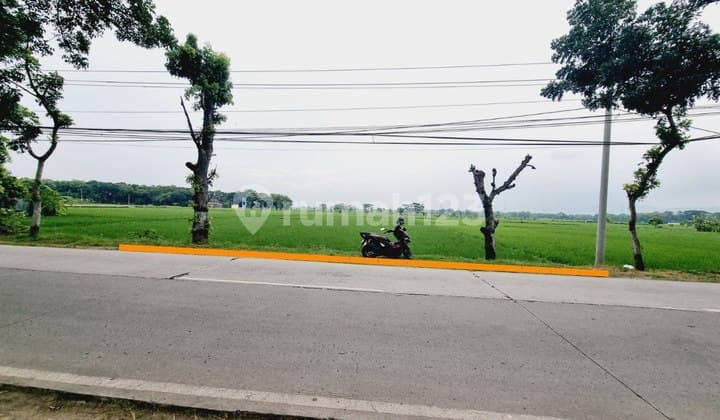 Tanah Sawah Luas 1.873M² Tepi Jln Raya Tanjung Nguter