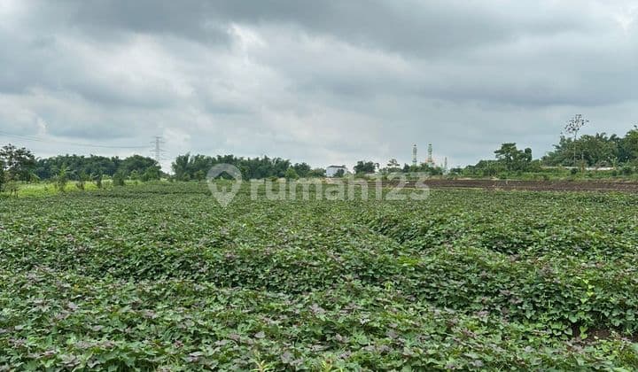 Dijual Cepat Tanah Persawahan Dan Perkebunan Area Mojokerto Jatim