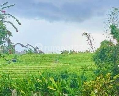 Los Sungai View Greenbelt Land at Pererenan Beach Canggu Yellow Zone