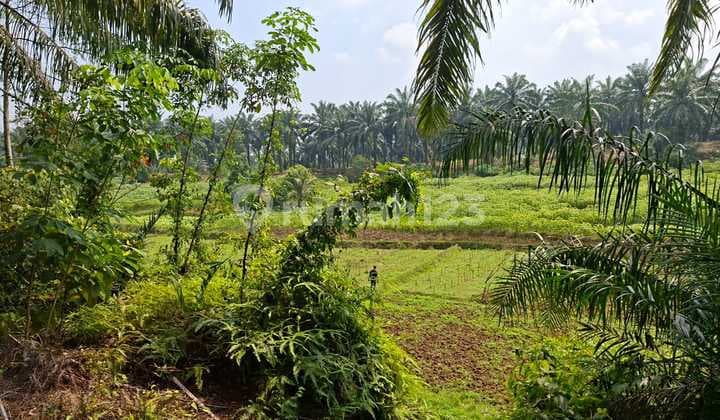 Bogor.rancabungur....********.