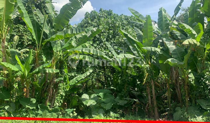 Land For Sale In Quiet Area At Subamia Tabanan Close To Tabanan City, Suitable For Housing Area